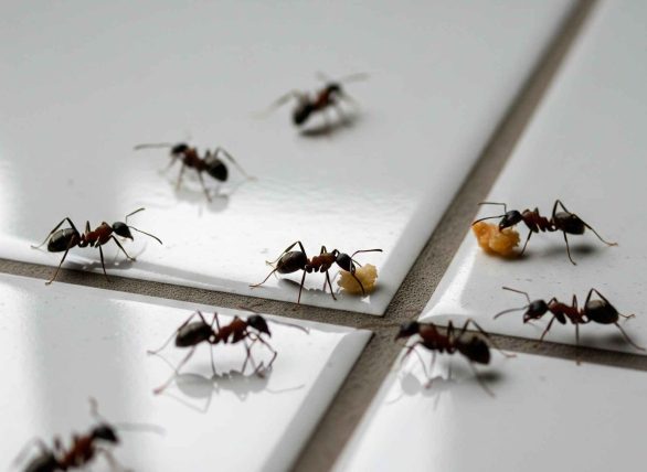 Ants control service in agra